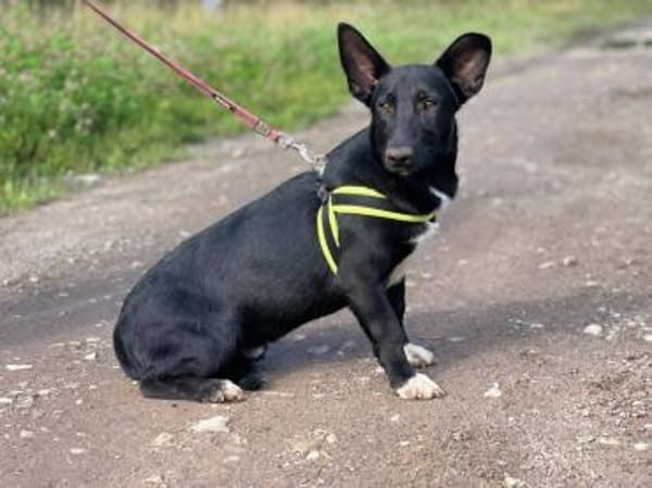 Nilo, neugierig und verspielt