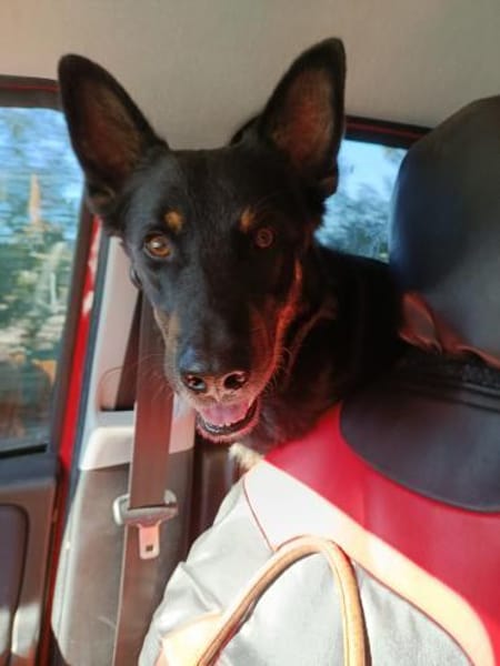 Jafar sportlich mit großem ❤ sucht