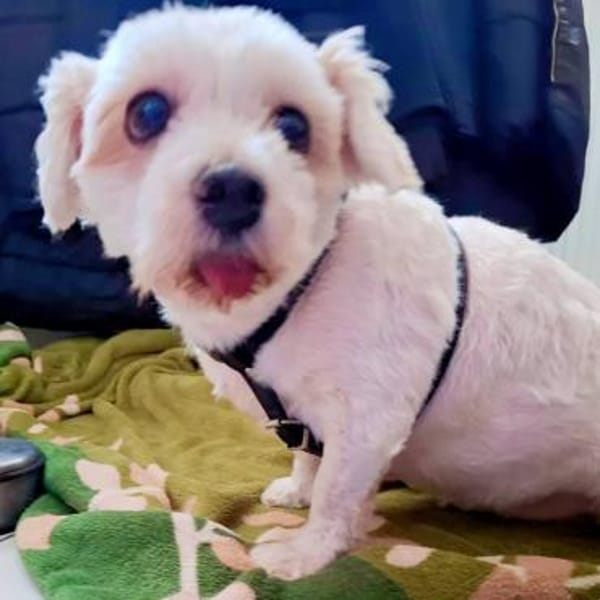 TAMMI - sucht ein ruhiges zuhause