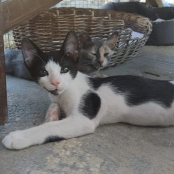 Kleiner Multi sucht Zuhause!