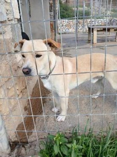 Unkomplizierter Ricky