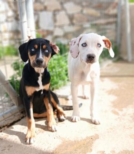 Stella - blauäugige Schönheit