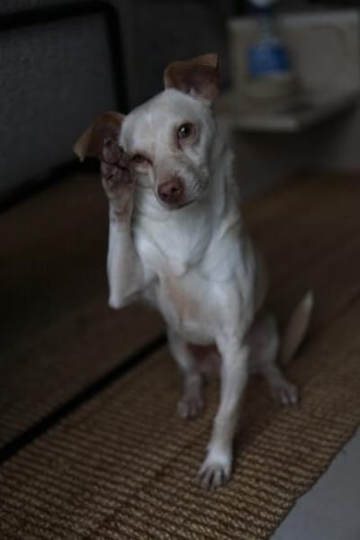 Newton, geb. ca. 01/2025, 48201 Telgte