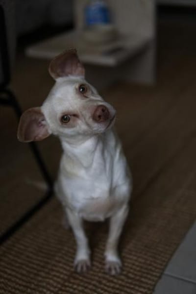 Newton, geb. ca. 01/2025, 48201 Telgte