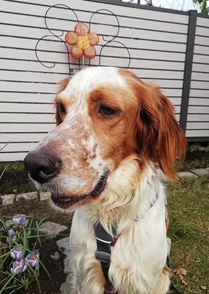 Giannios-Kuschelsetter sucht ein Zuhause