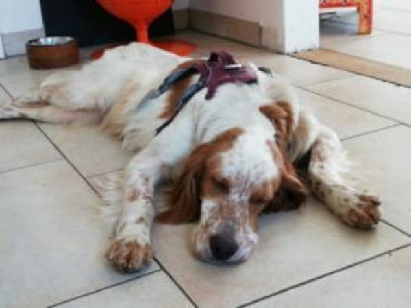 Giannios-Kuschelsetter sucht ein Zuhause