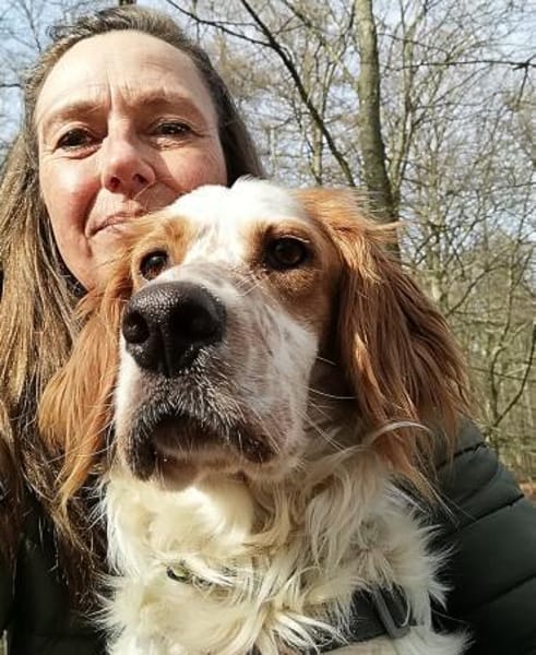 Giannios-Kuschelsetter sucht ein Zuhause