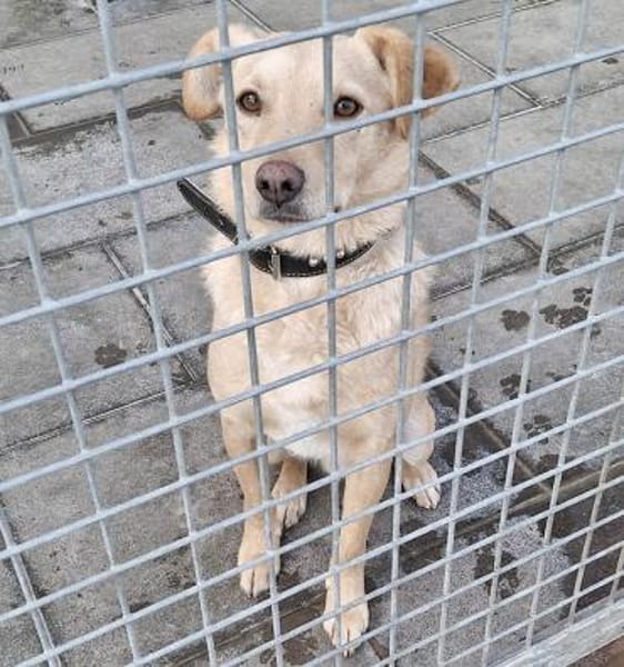 ❤liebenswerter FRENKI erlebte die Hölle