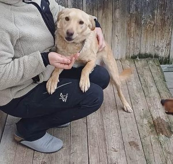 ❤liebenswerter FRENKI erlebte die Hölle