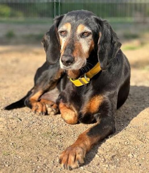 VALENTINA - Hunde-Omi hofft auf Chance