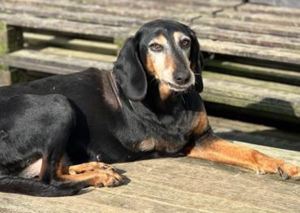 VALENTINA - Hunde-Omi hofft auf Chance