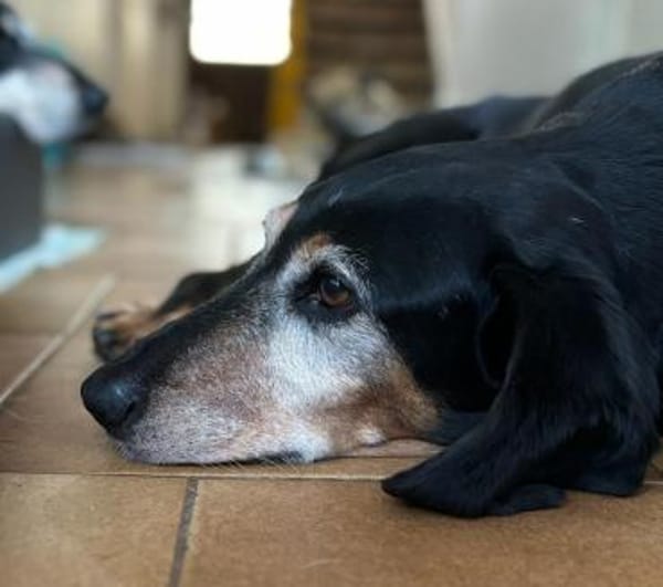 VALENTINA - Hunde-Omi hofft auf Chance