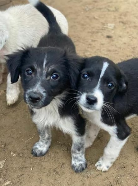 Drakon, geb. 10/25, 60385 Frankfurt a.M.