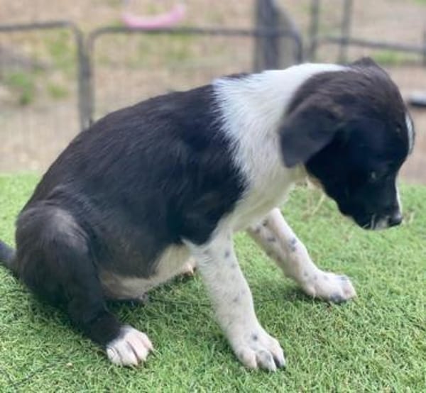 Drakon, geb. 10/25, 60385 Frankfurt a.M.