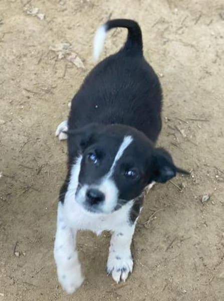 Drakon, geb. 10/25, 60385 Frankfurt a.M.