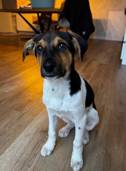 Caien, geb. ca. 10/2025, 49176 Hilter