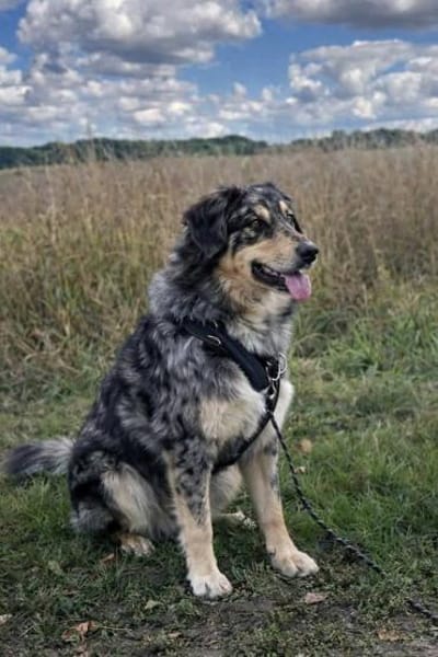 Sensibler Jungrüde ♥BALU♥ in 59174 Kamen