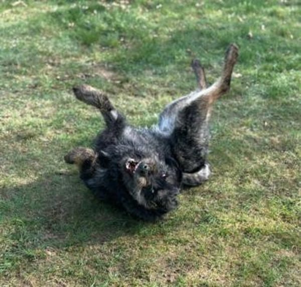 Robby❤ein Traumhund, Erkelenz