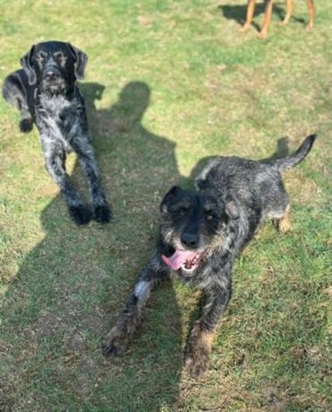 Robby❤ein Traumhund, Erkelenz