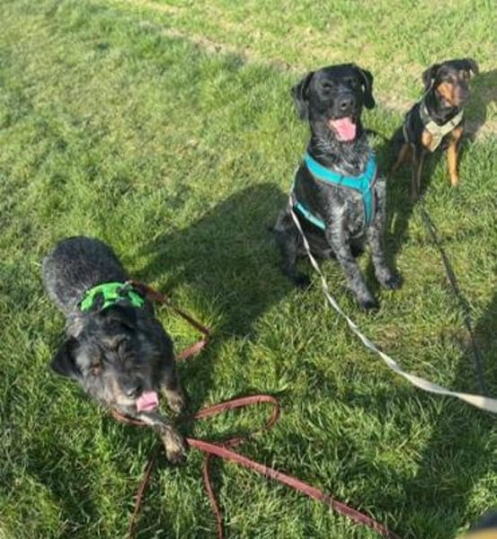 Robby❤ein Traumhund, Erkelenz