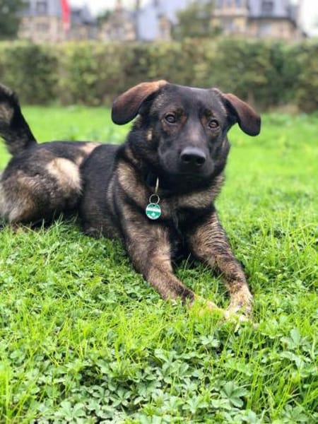 Bruno - der liebevolle Beschützer