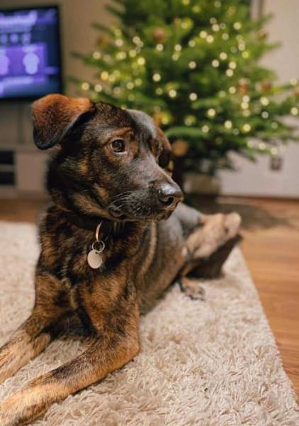 Bruno - der liebevolle Beschützer