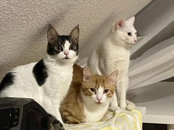 Tuffie - die zarte Schönheit