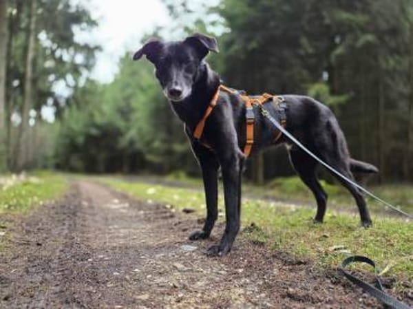 sanfter Riese Rimo auf PS 86637