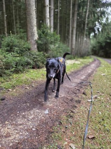 sanfter Riese Rimo auf PS 86637