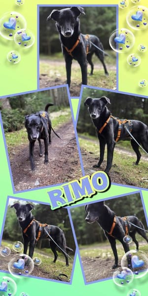 sanfter Riese Rimo auf PS 86637