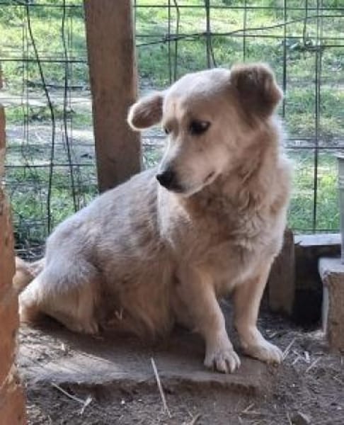 Cassy 38 cm (Pfegestelle)