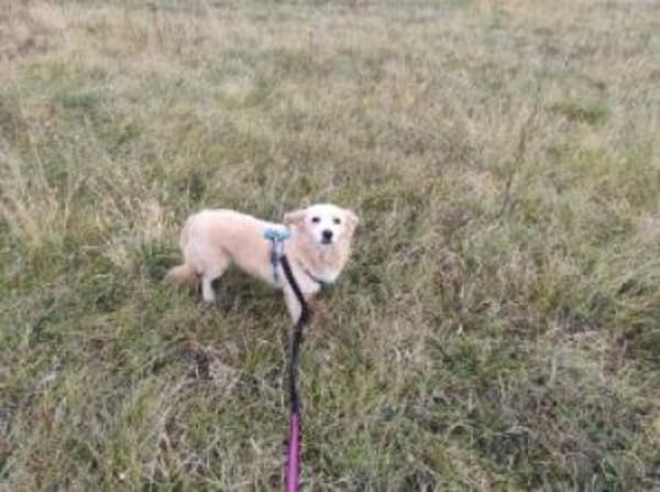 Cassy 38 cm (Pfegestelle)