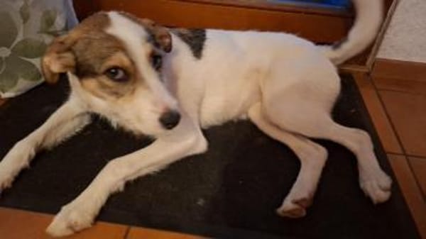 Lilly sucht ein neues Zuhause