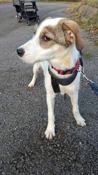 Lilly sucht ein neues Zuhause