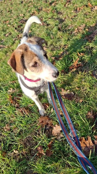 Lilly sucht ein neues Zuhause