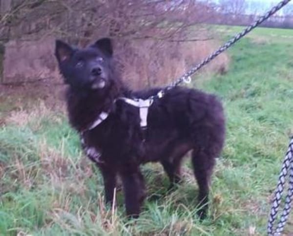 BLACKY 3 träumt vom eigenen Zuhause