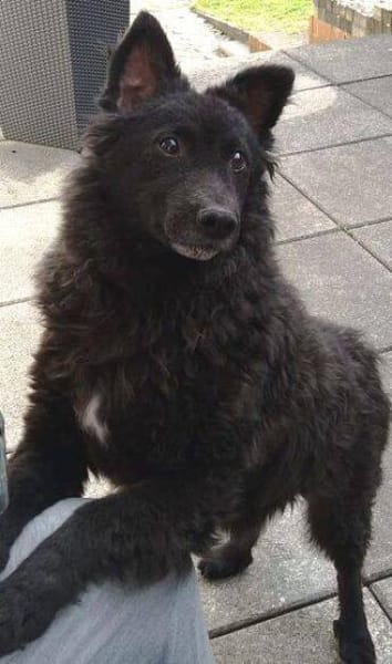 BLACKY 3 träumt vom eigenen Zuhause