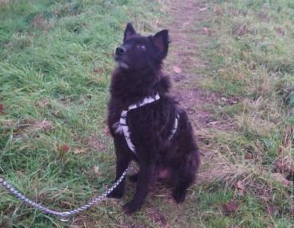 BLACKY 3 träumt vom eigenen Zuhause