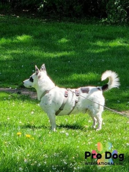 Aiko auf Pflegestelle in Kassel