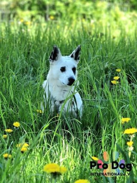 Aiko auf Pflegestelle in Kassel