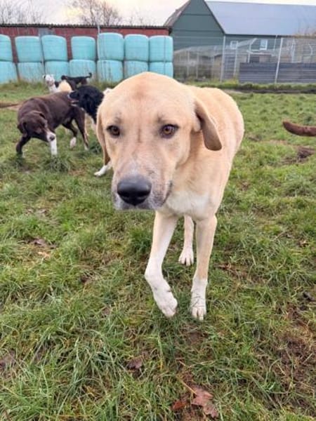Kangal mit Retrieverherz