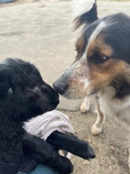 Theo sucht sein zu Hause