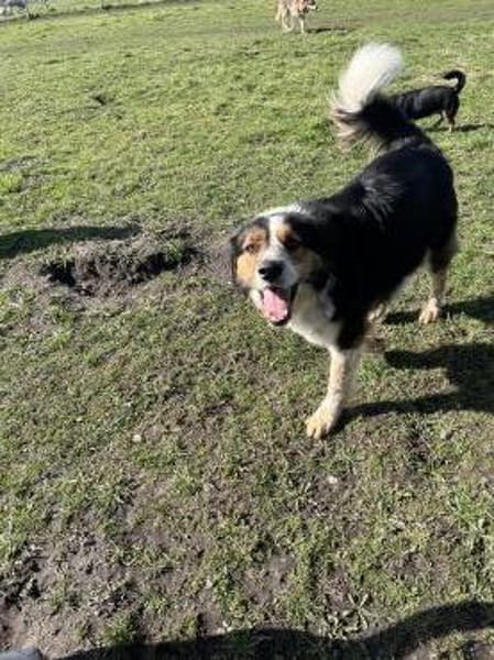 Theo sucht sein zu Hause