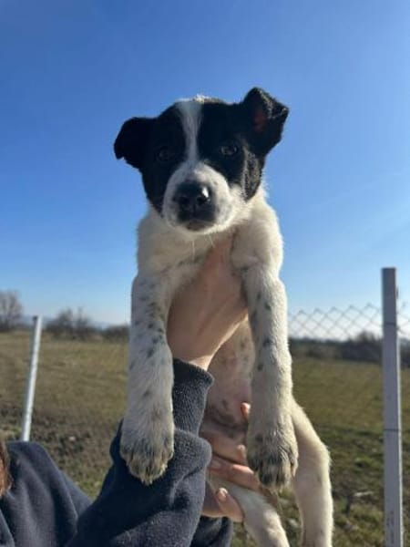 Xia, zuckersüß und liebenswert sucht ...