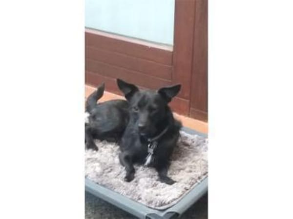 Pepino - wartet in 22459 Hamburg