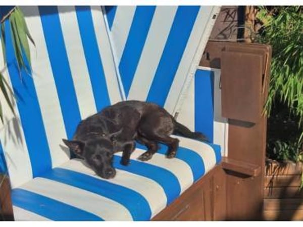 Pepino - wartet in 22459 Hamburg