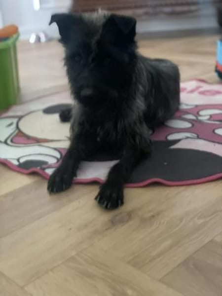 Xana, Hundemama sucht Platz zum Bleiben