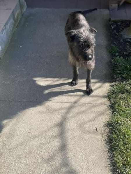 Xana, Hundemama sucht Platz zum Bleiben