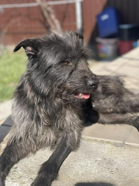 Xana, Hundemama sucht Platz zum Bleiben