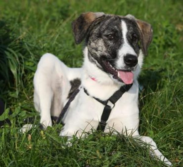 London - Katzenfreundin wartet in 41812